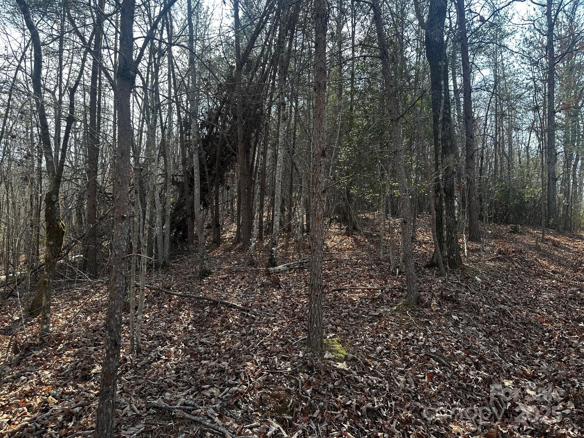 0 Grassy Knob Road Rutherfordton, NC 28139 - Photo 5 of 15