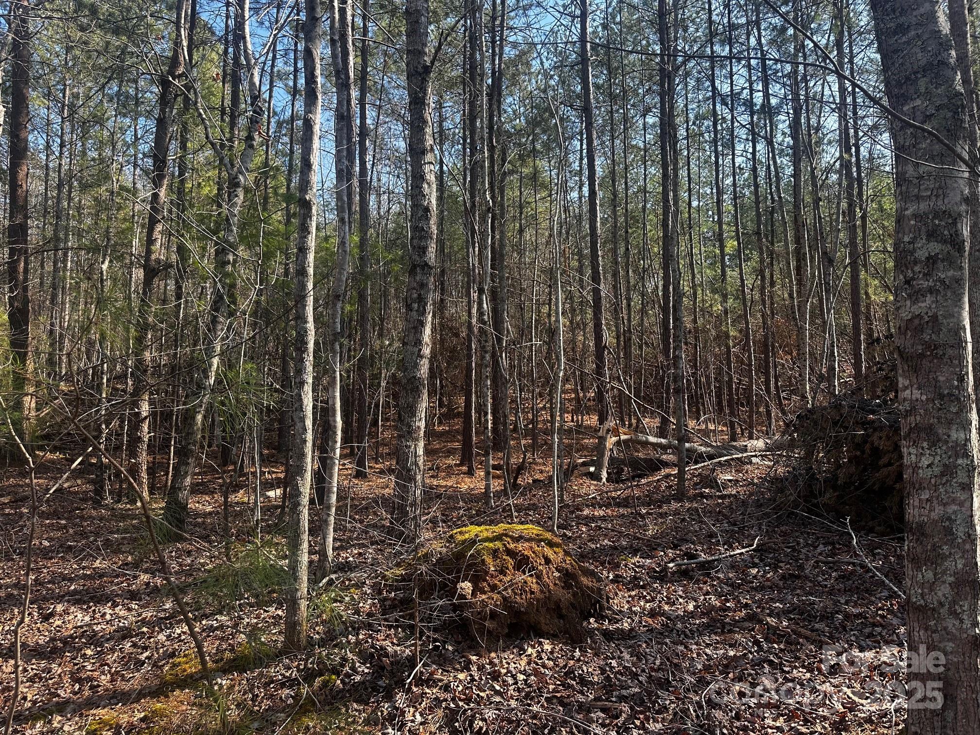 0 Grassy Knob Road Rutherfordton, NC 28139 - Photo 6 of 15