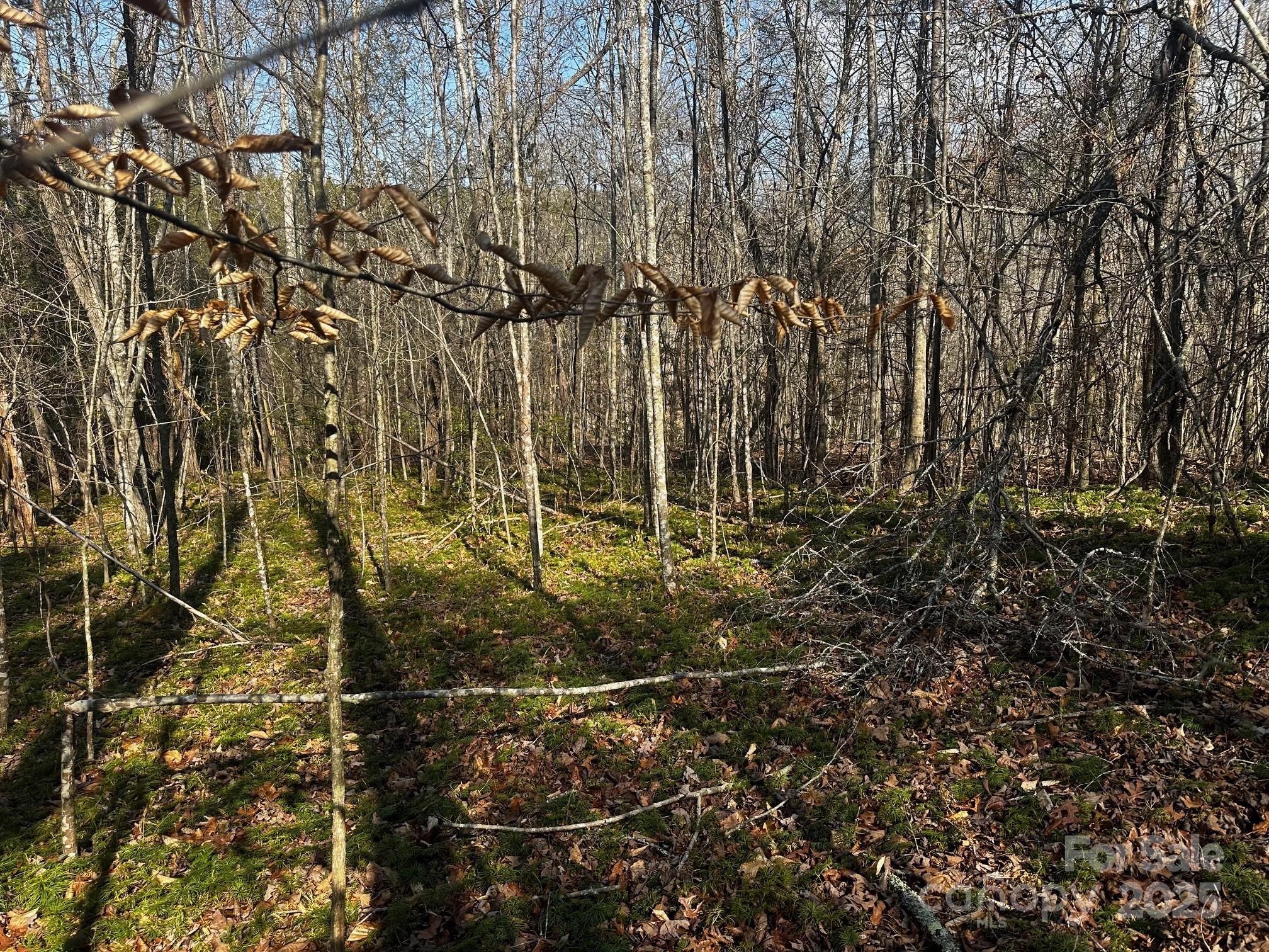 0 Grassy Knob Road Rutherfordton, NC 28139 - Photo 8 of 15