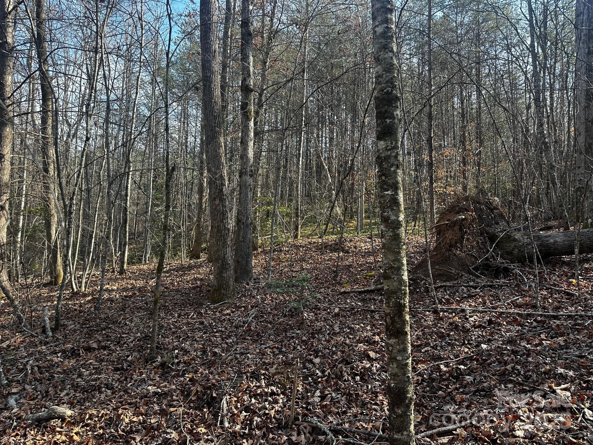 0 Grassy Knob Road Rutherfordton, NC 28139 - Photo 10 of 15