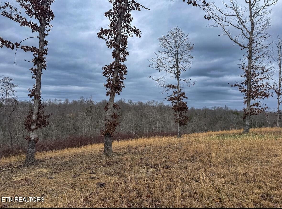 1682 Clifty Crk Road Winfield, TN 37892 - Photo 7 of 12 a view of a yard