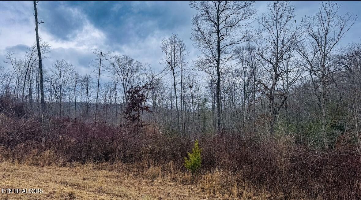1682 Clifty Crk Road Winfield, TN 37892 - Photo 9 of 12 a view of a yard