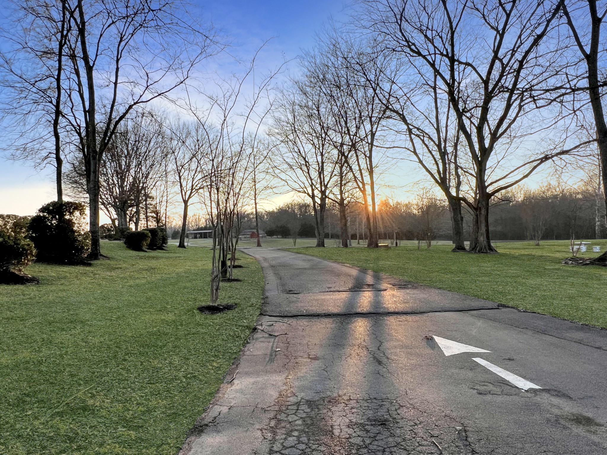 a view of park with large trees