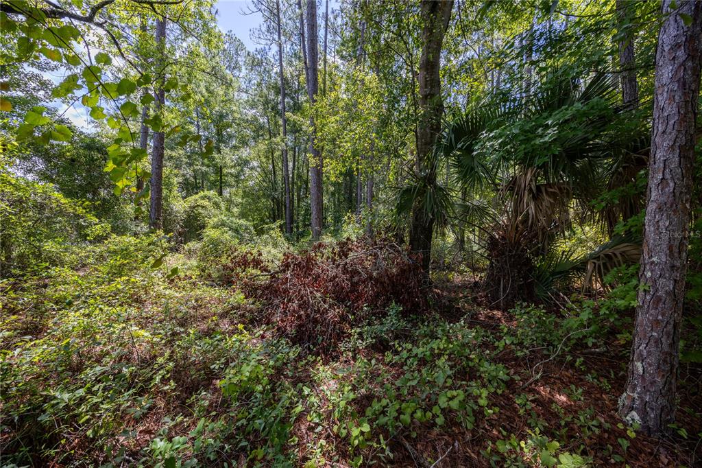 0 Southeast Hawthorne Road Hawthorne, FL 32640 - Photo 2 of 23