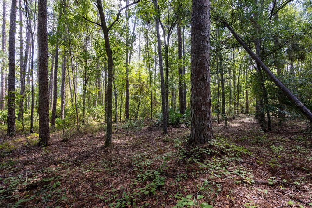 0 Southeast Hawthorne Road Hawthorne, FL 32640 - Photo 5 of 23