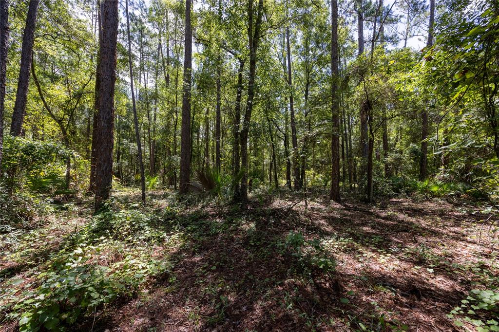 0 Southeast Hawthorne Road Hawthorne, FL 32640 - Photo 6 of 23