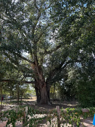 a view of tree in middle of forest