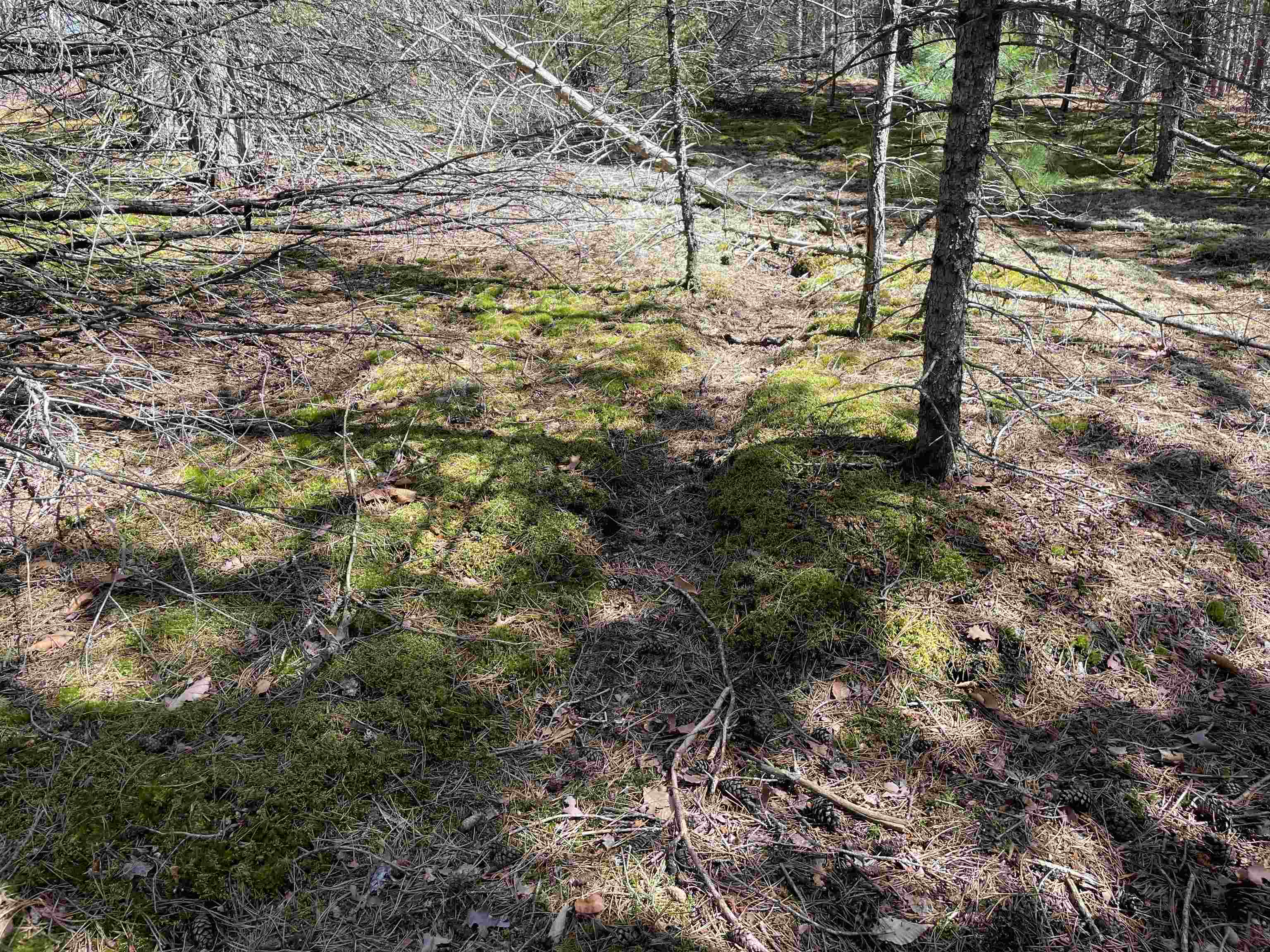 9.69-acres Niemi Road Kaleva, MI 49645 - Photo 12 of 30