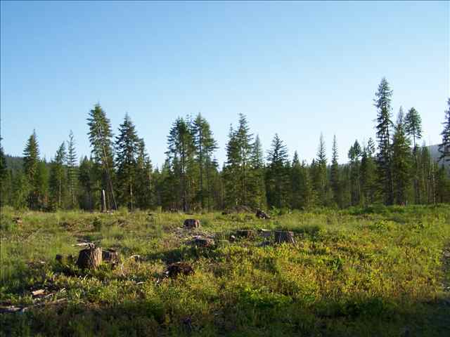 Tract 4 Westside Calispell Road Usk, WA 99180 - Photo 3 of 8