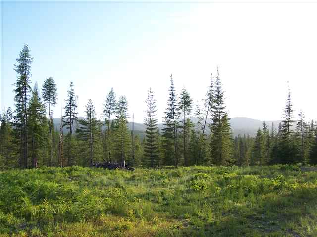 Tract 4 Westside Calispell Road Usk, WA 99180 - Photo 5 of 8