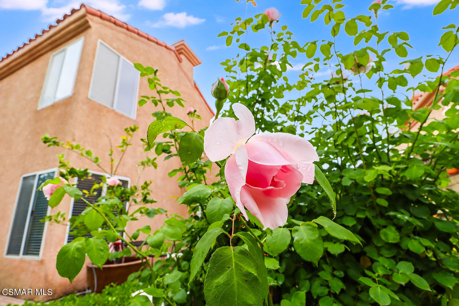 7176 University Drive Moorpark, CA 93021 - Photo 59 of 74 lBackyard5