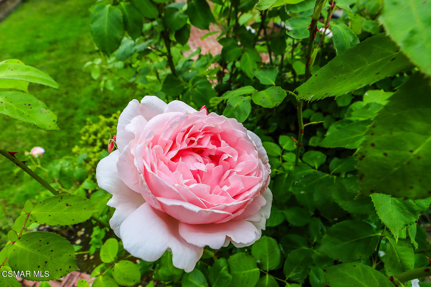 7176 University Drive Moorpark, CA 93021 - Photo 60 of 74 lBackyard6