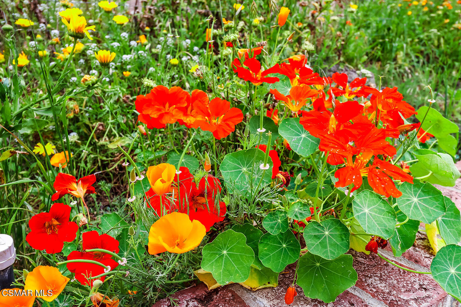 7176 University Drive Moorpark, CA 93021 - Photo 61 of 74 lBackyard7