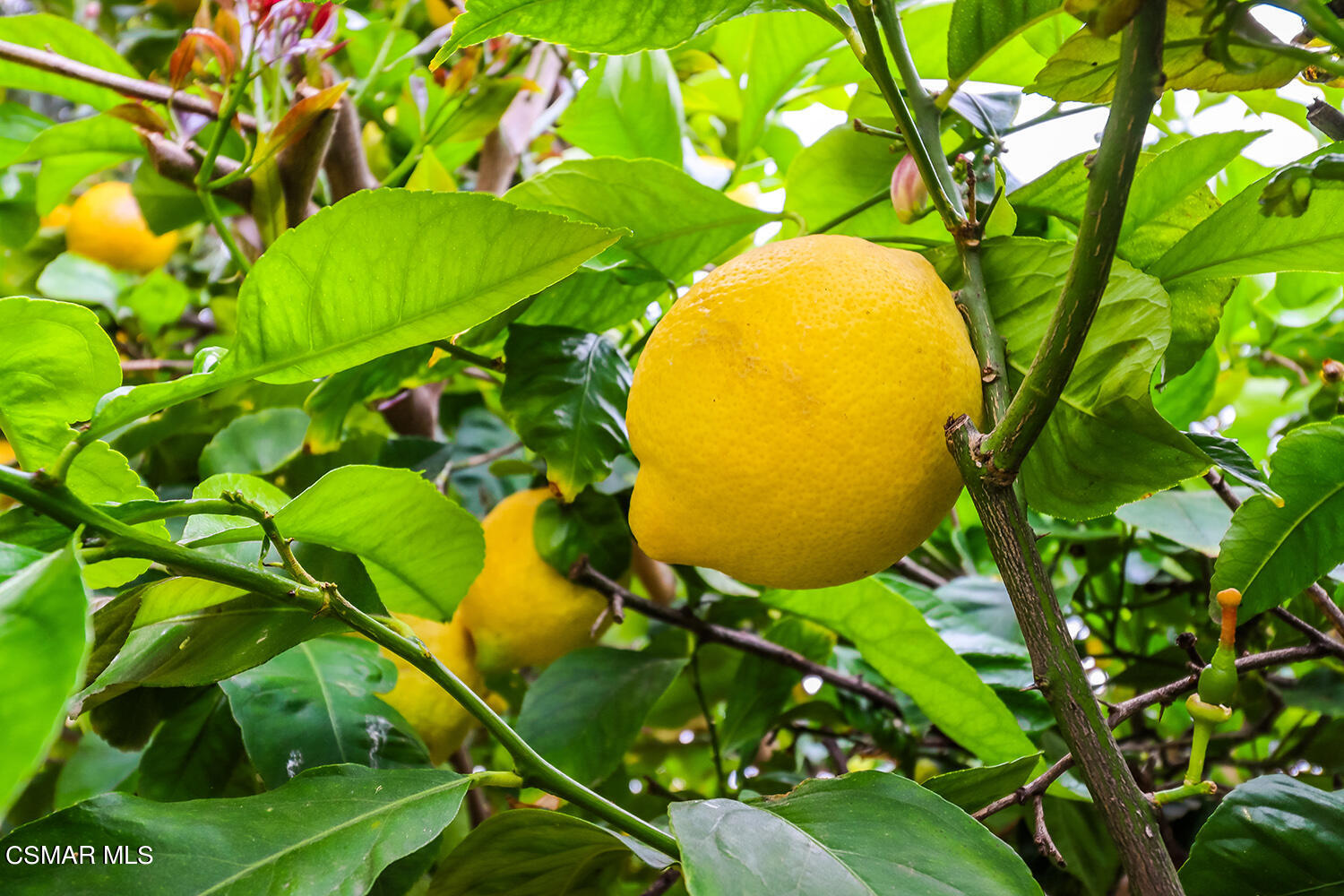 7176 University Drive Moorpark, CA 93021 - Photo 67 of 74 a view of a tree in a backyard