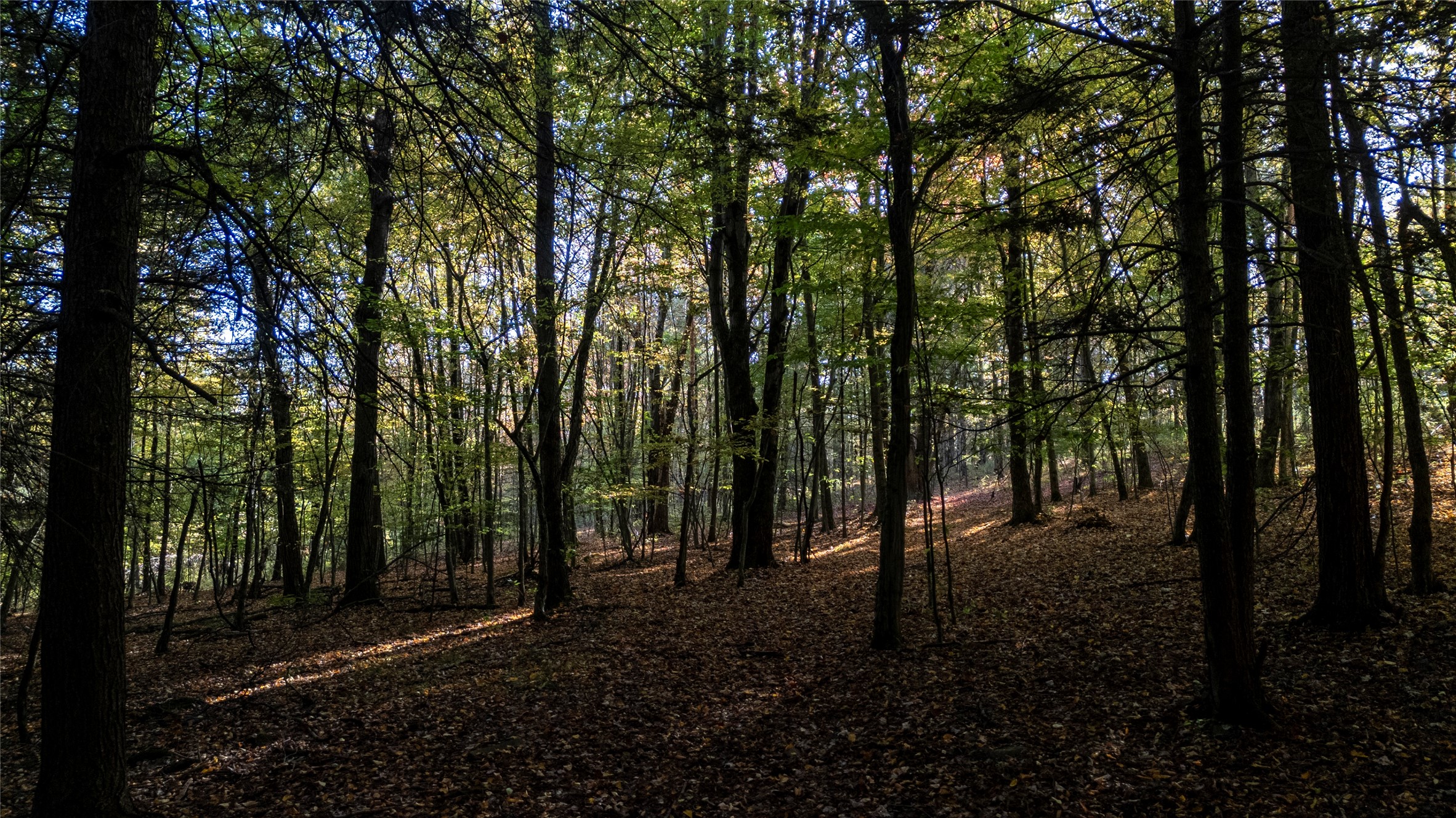 70 Monkey Run Road Port Crane, NY 13833 - Photo 37 of 49