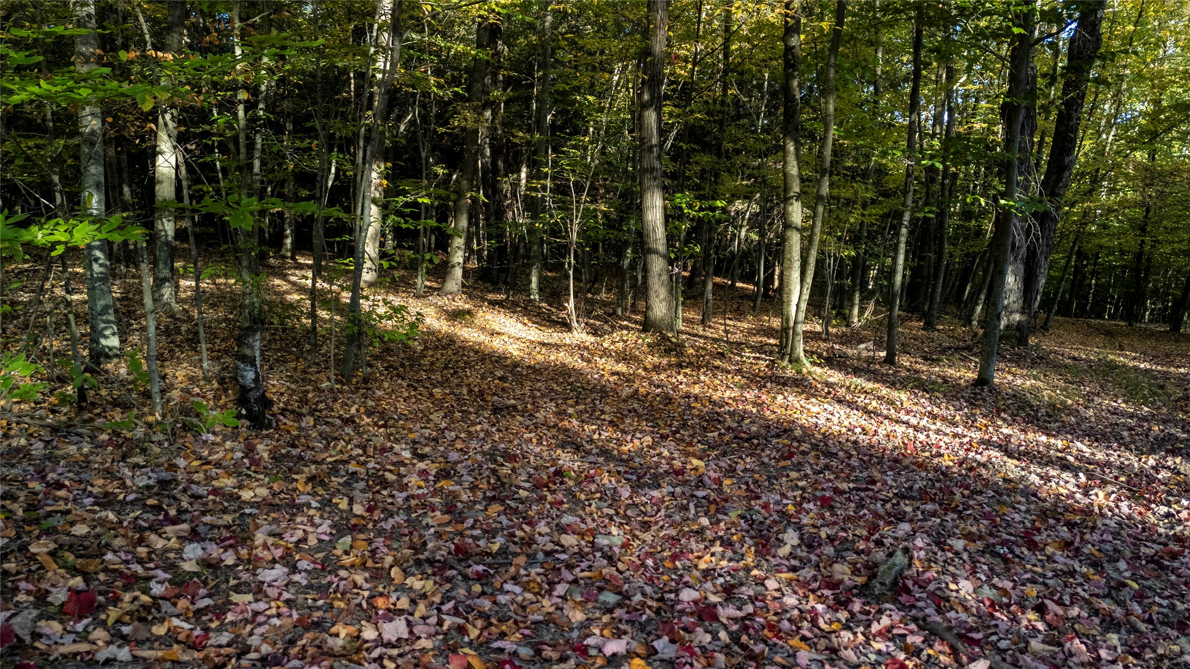 70 Monkey Run Road Port Crane, NY 13833 - Photo 39 of 49