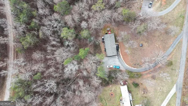 a view of a forest with a tree