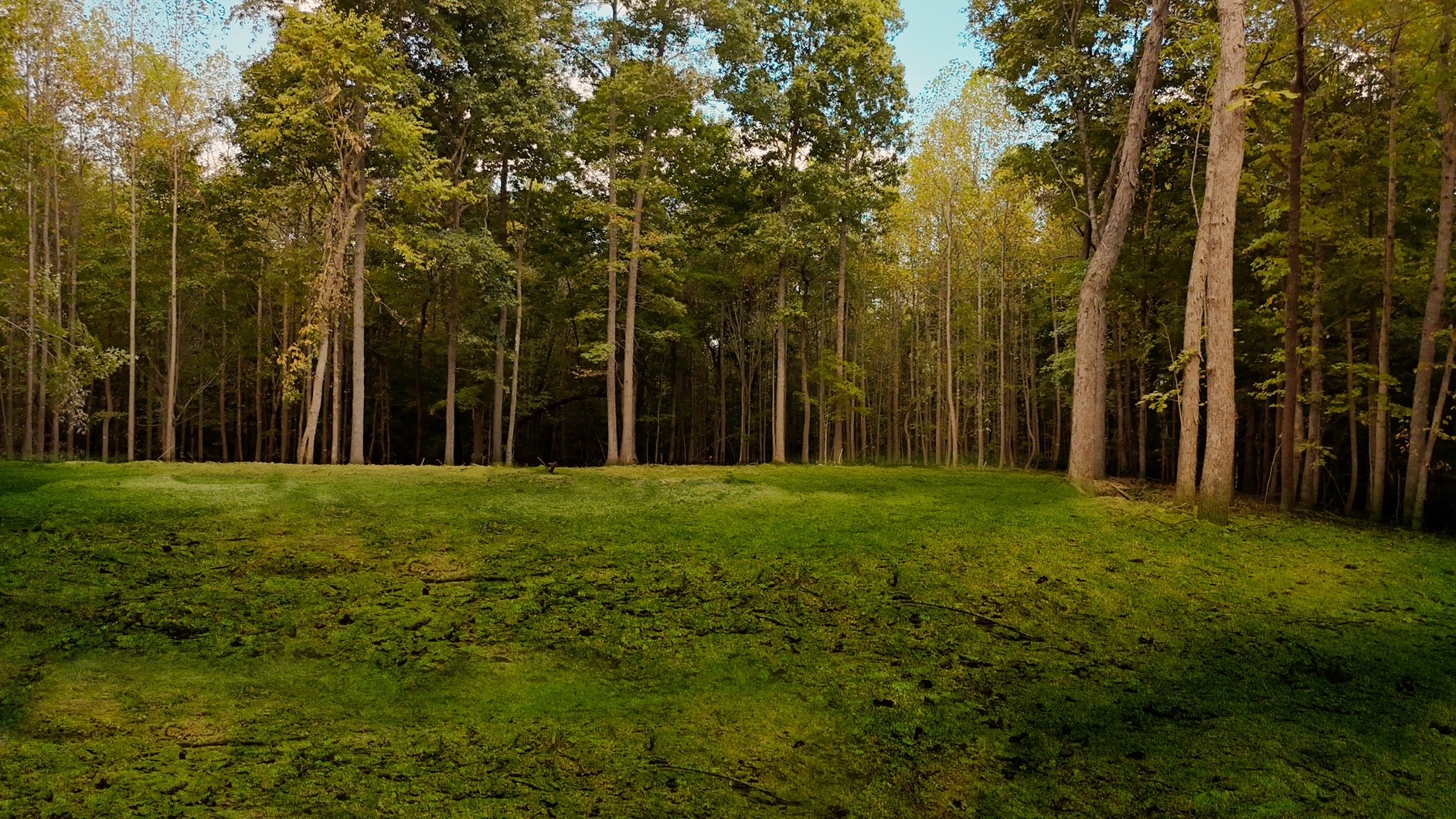 7960 Bill Moss Road White House, TN 37188 - Photo 2 of 10