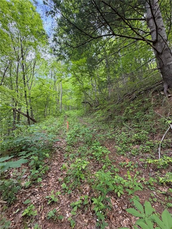 Tbd Ben Bolen Road Creston, NC 28615 - Photo 11 of 22 Gallery Image 11