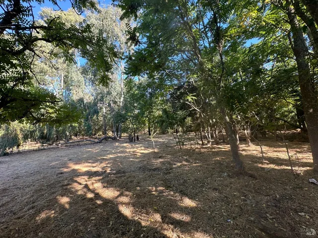 a view of a forest with trees