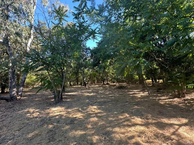 a view of a tree in the middle of a yard