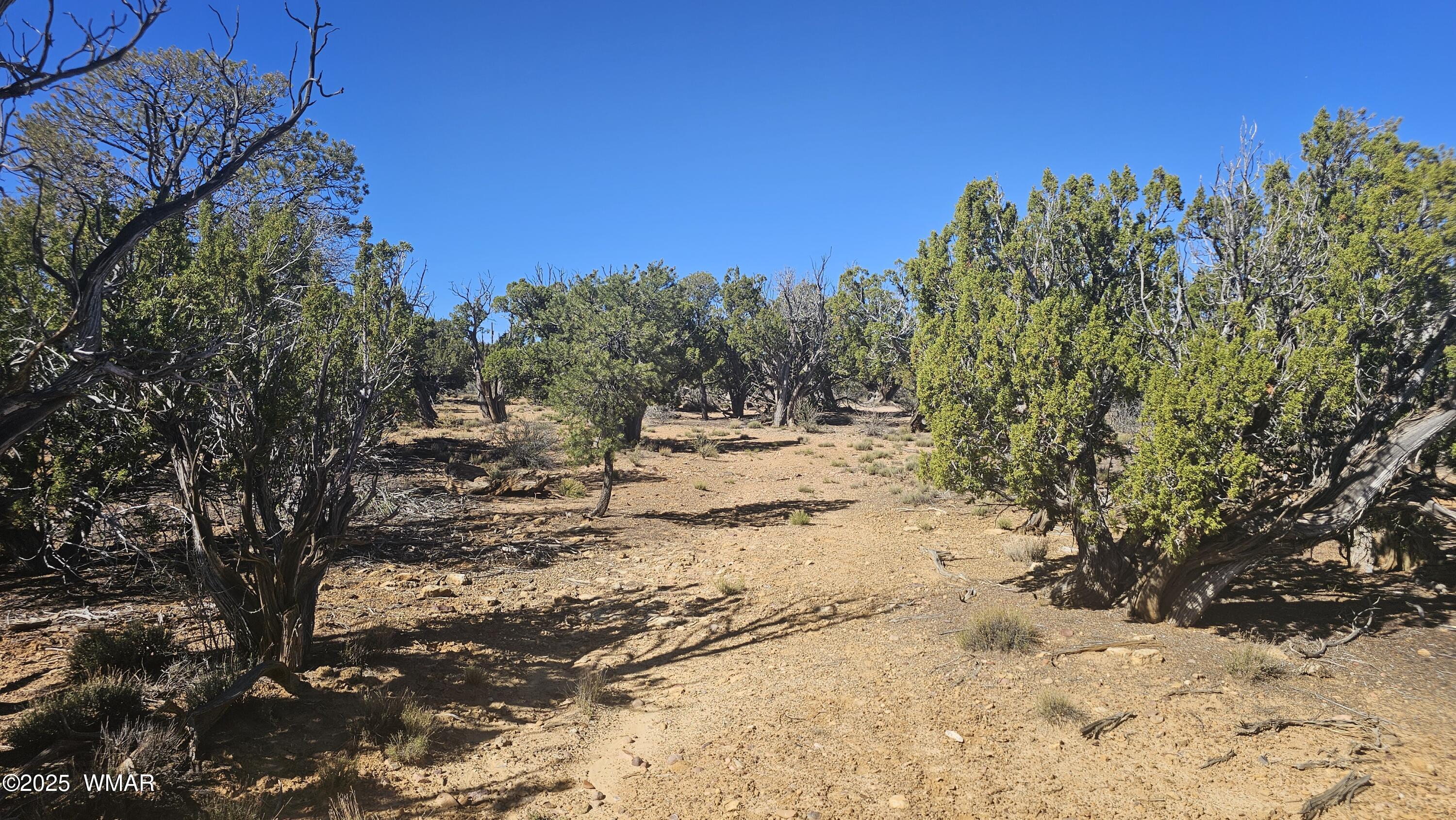 4 County Road Concho, AZ 85924 - Photo 24 of 28