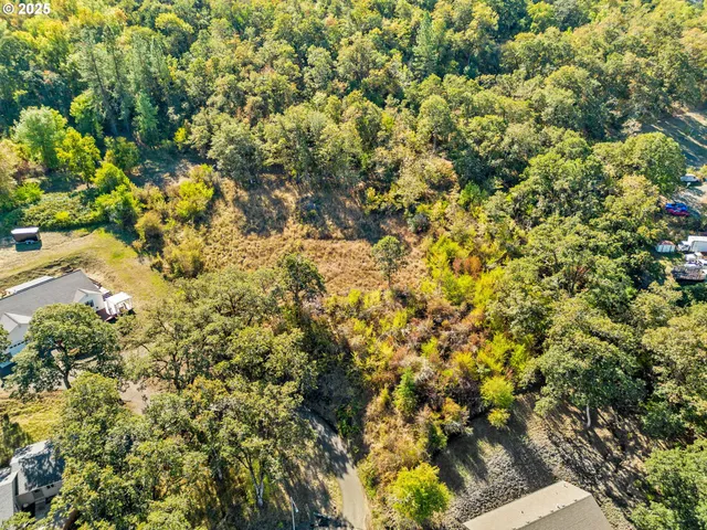 a view of a tree with a plant