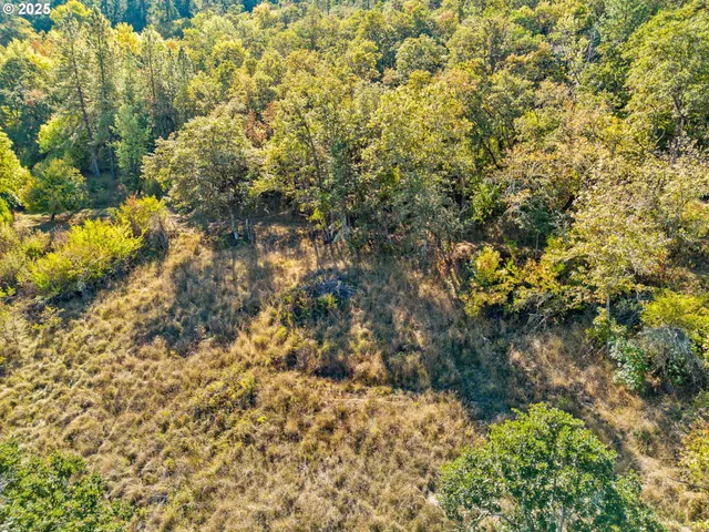 a view of a tree with lots of bushes