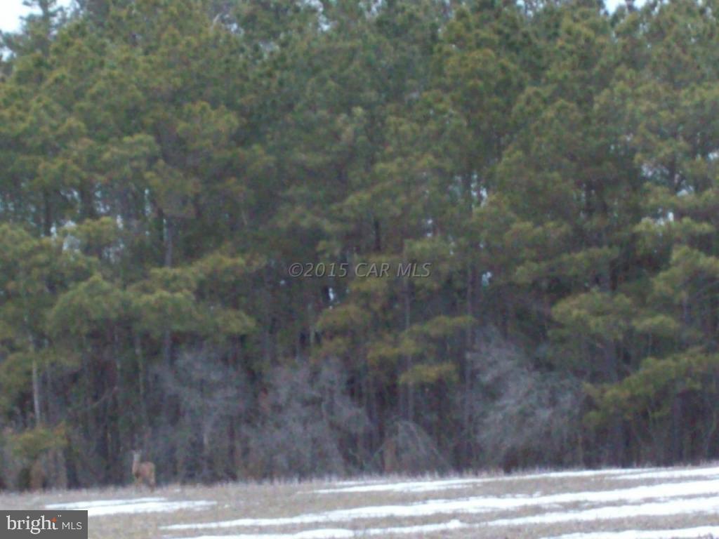 3611 Country Club Road Crisfield, MD 21817 - Photo 18 of 22 Gallery Image 18