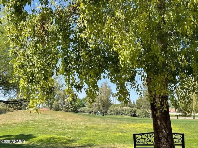 a view of a trees with a yard