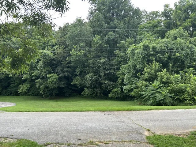 a view of a yard with a large trees