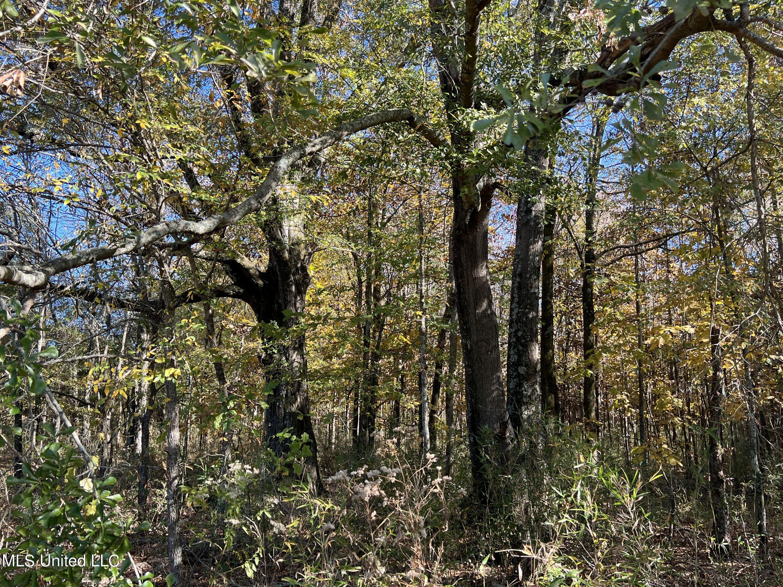 5177 A Nash Road Batesville, MS 38606 - Photo 65 of 83 3irvi171