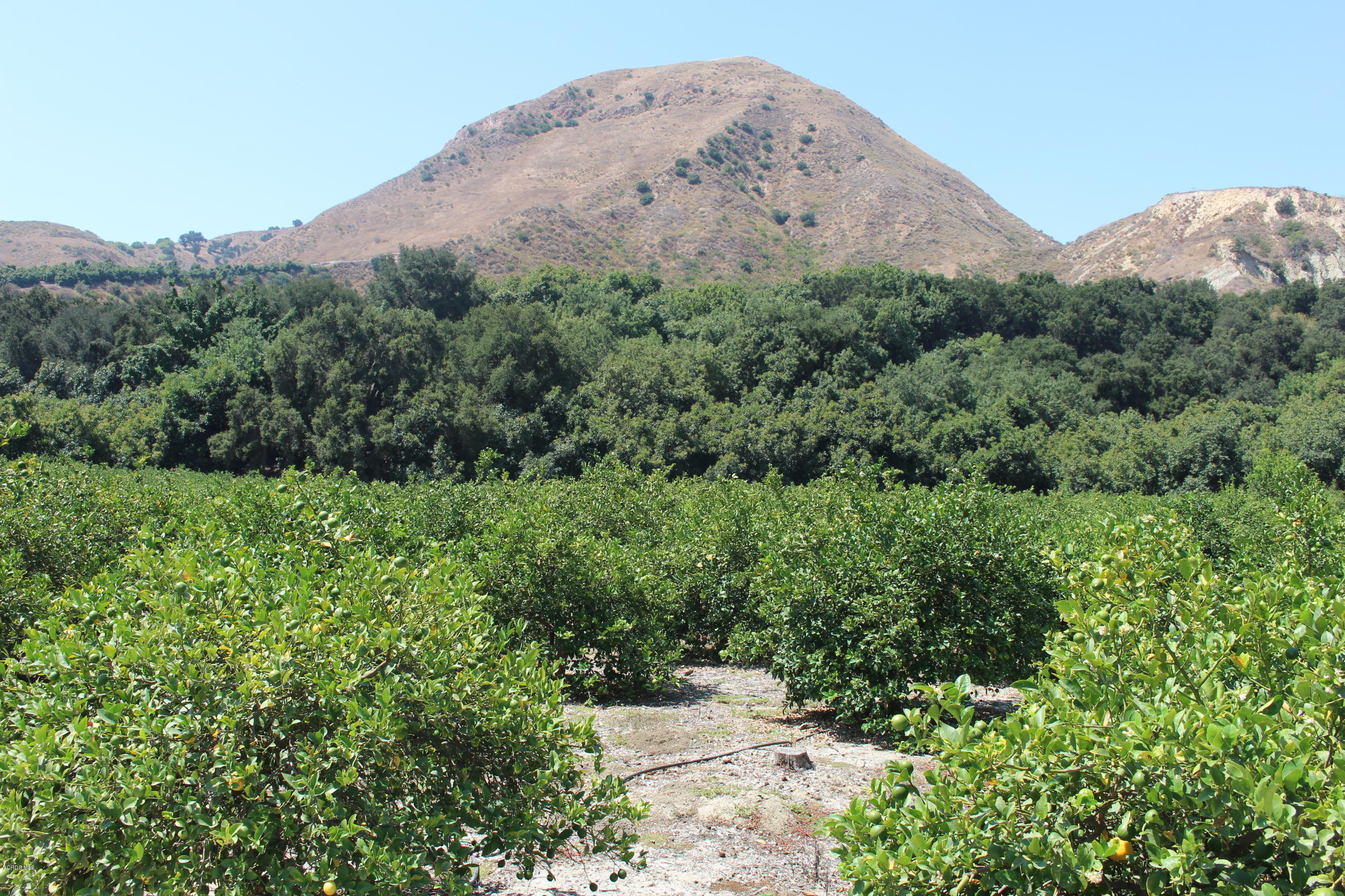 1971 Grimes Canyon Road Fillmore, CA 93015 - Photo 6 of 27 IMG_4718