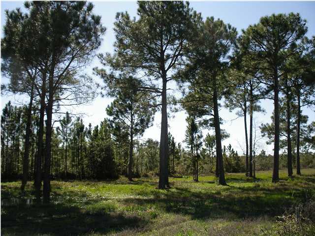 Lot 31 Hidden Grove Santa Rosa Beach, FL 32459 - Photo 8 of 9 Gallery Image 8