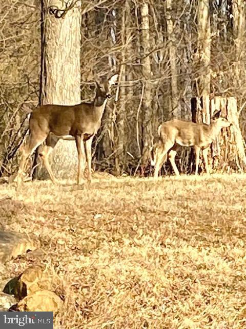 60 Andrien Road Glen Mills, PA 19342 - Photo 28 of 29 Local wildlife