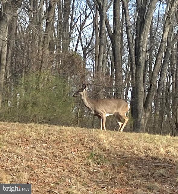 60 Andrien Road Glen Mills, PA 19342 - Photo 29 of 29 Local wildlife