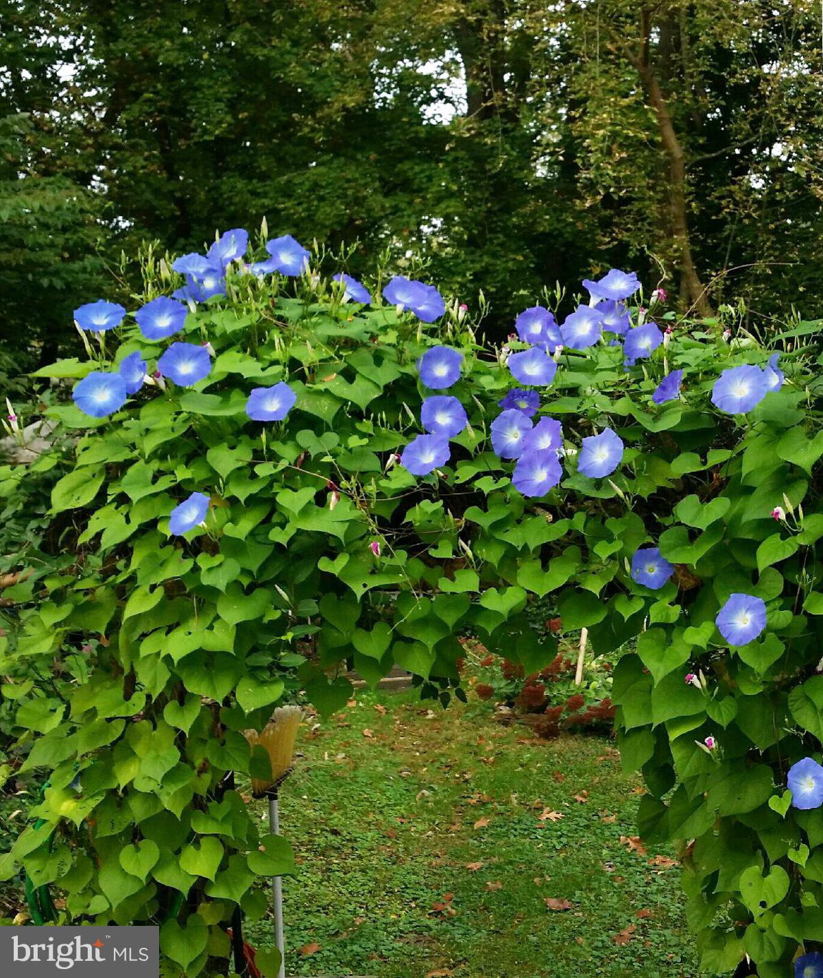 11 Meehan Boulevard Clementon, NJ 08021 - Photo 39 of 50 Plenty of gardening: Things always in Bloom