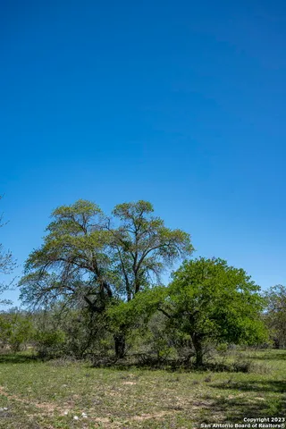 a view of a yard with plants and trees