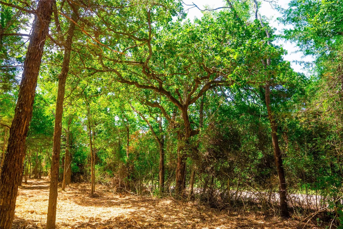 12608 Red Hill Road Hearne, TX 77859 - Photo 1 of 10 a view of a forest filled with trees
