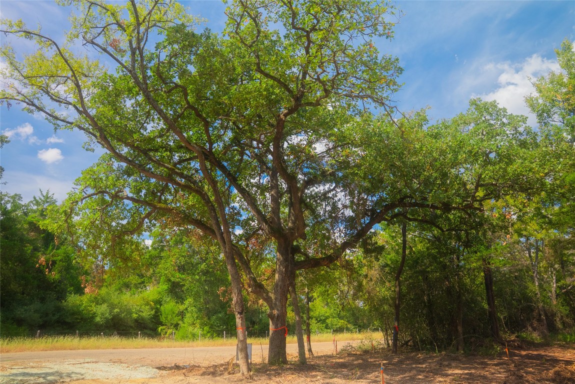 12608 Red Hill Road Hearne, TX 77859 - Photo 5 of 10 a view of a yard with plants and trees