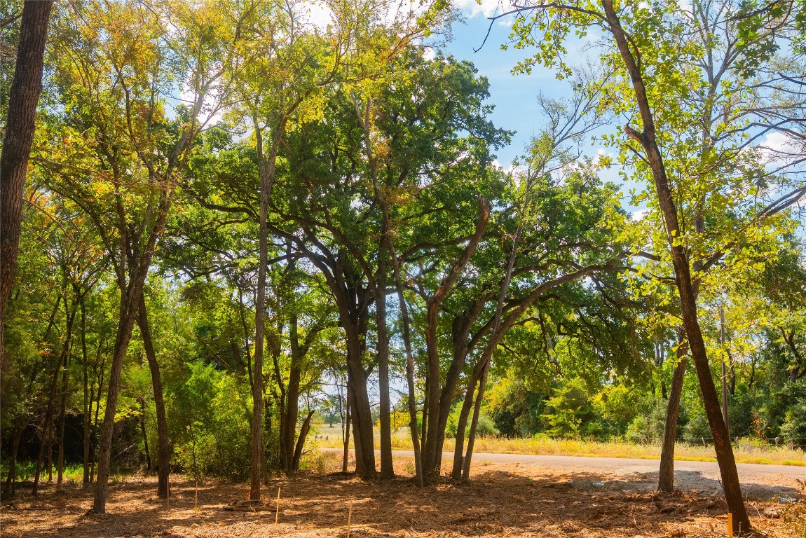 12608 Red Hill Road Hearne, TX 77859 - Photo 6 of 10 a view of a yard with plants and trees