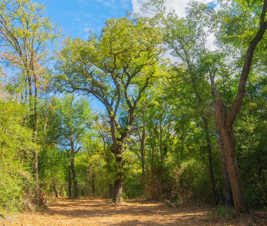 12608 Red Hill Road Hearne, TX 77859 - Photo 7 of 10 a view of a yard with plants and trees