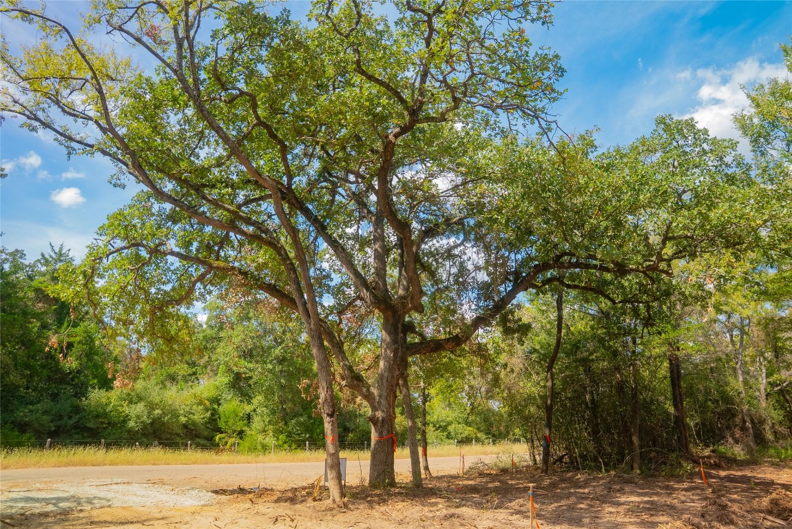 12608 Red Hill Road Hearne, TX 77859 - Photo 9 of 10 a view of a yard with a tree