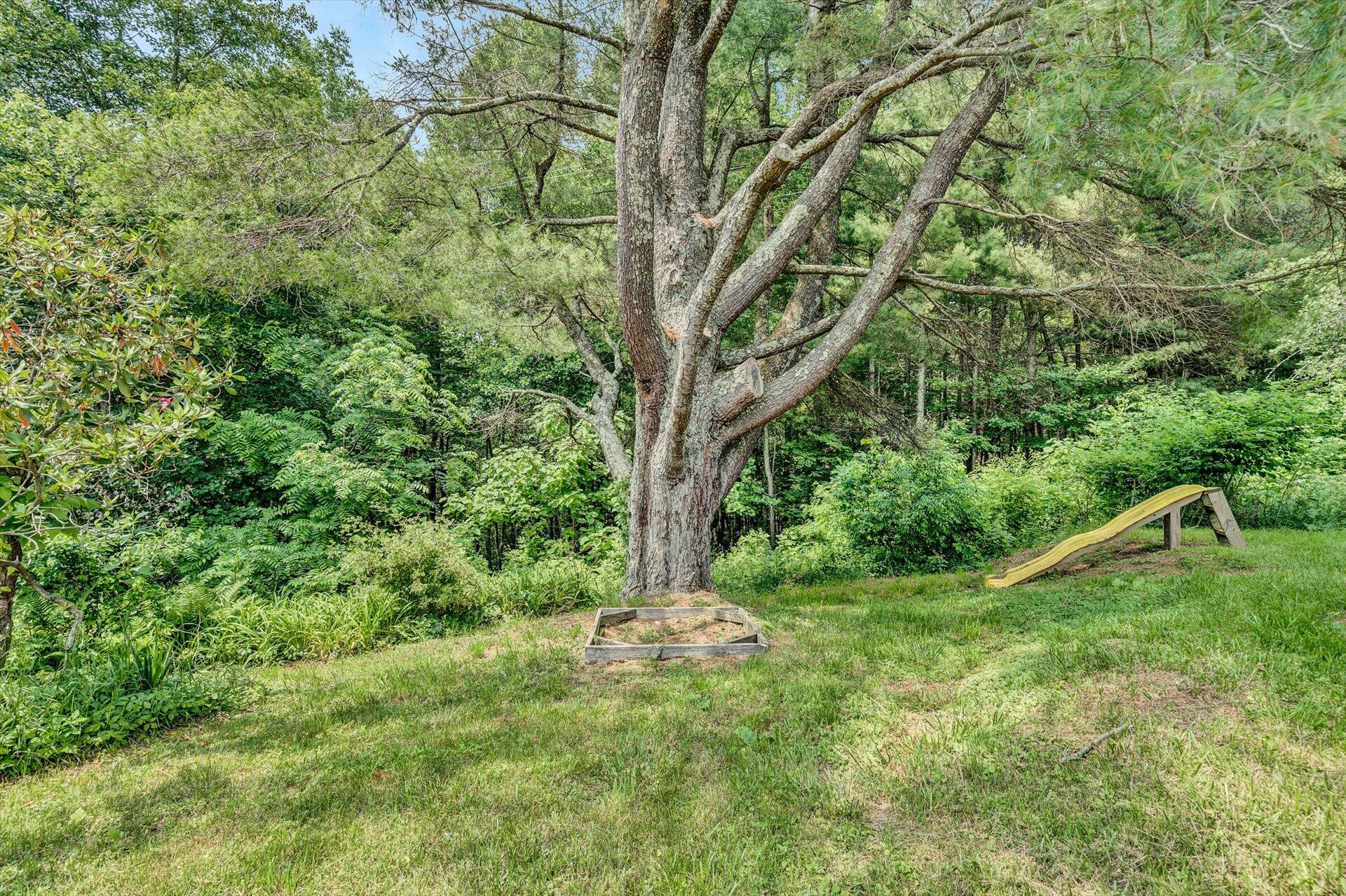 953 Huffville Road Northeast Pilot, VA 24138 - Photo 28 of 38 a view of a forest with a tree