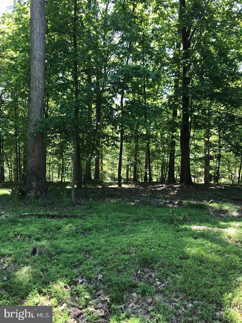49 Rist Trail Fairfield, PA 17320 - Photo 2 of 3 a view of a trees in a yard