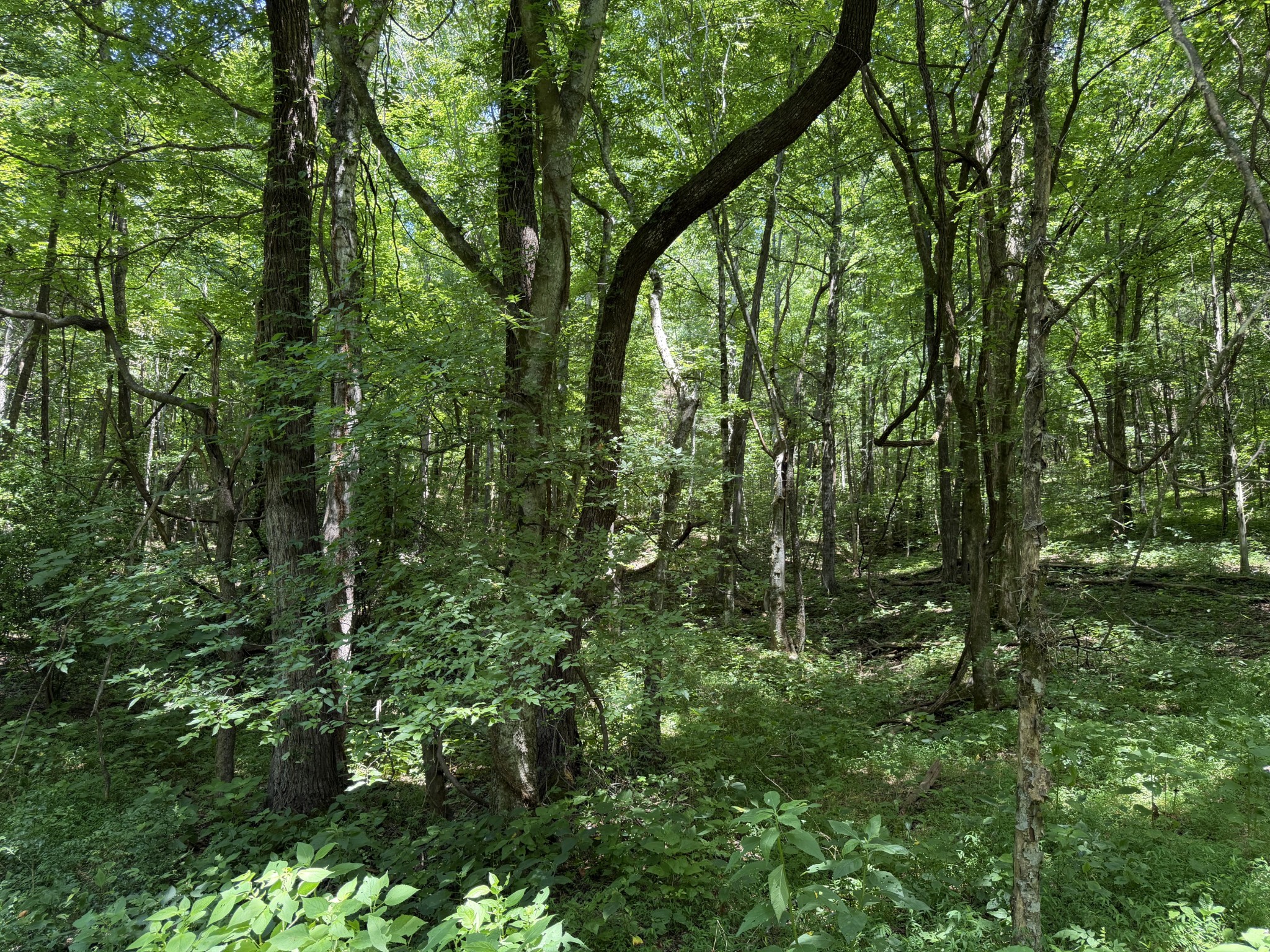 0 Winchester Highway Kelso, TN 37348 - Photo 34 of 46