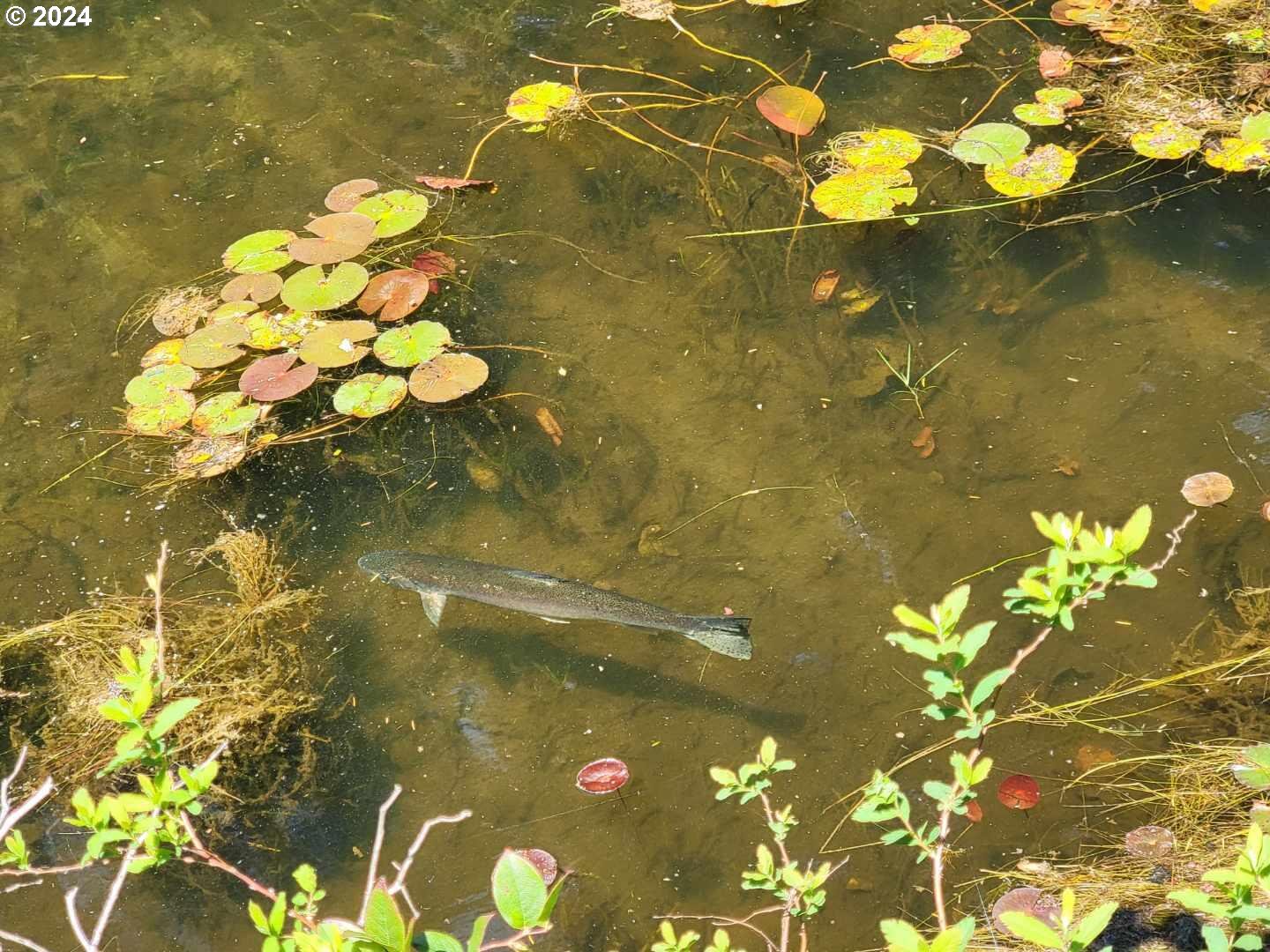 69919 Riddling Road North Bend, OR 97459 - Photo 18 of 28 a bathroom with a granite countertop shower