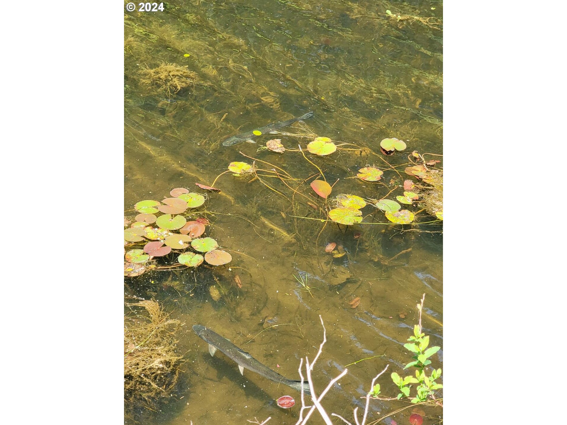 69919 Riddling Road North Bend, OR 97459 - Photo 19 of 28 a bathroom with a shower