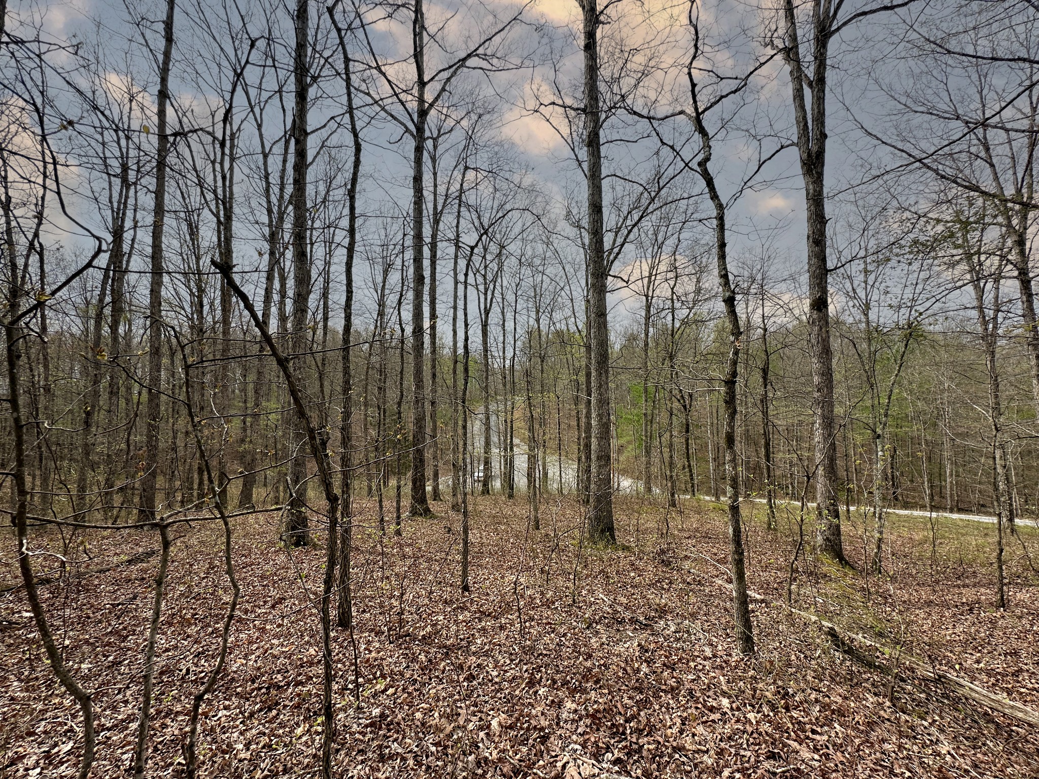 a view of a yard with lots of trees