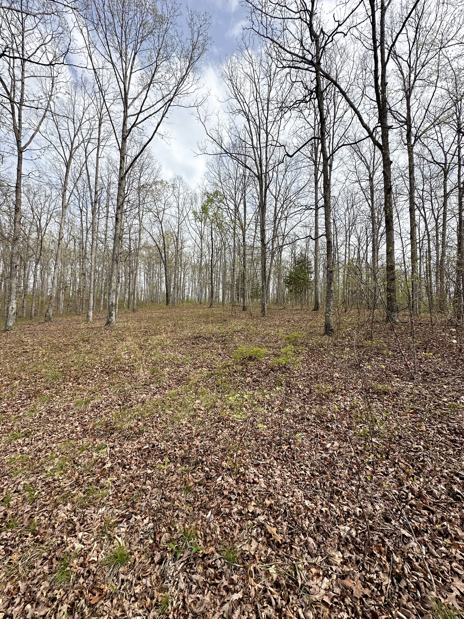 0 Ridgewood Drive McEwen, TN 37101 - Photo 11 of 40 a view of a yard with trees